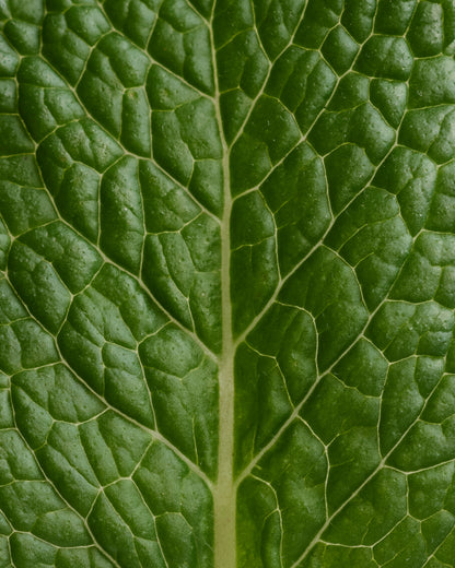 Kit Découverte Déodorant stick Menthe Eucalyptus